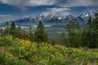 USA, Wyoming. Wildflowers and the Teton Range, from the Grand Teton to Mount Moran, Grand Teton NP Art Print